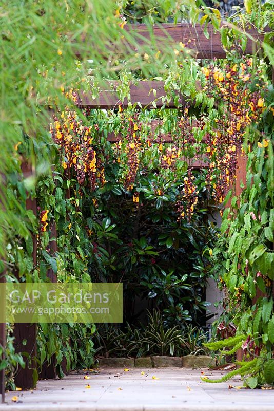 View looking down a timber pergola covered in flowering Thunbergia mysorensis 'Mysore Trumpetvine' leading to a garden with variegated Bromeliads and a Magnolia 'Little Gem'.