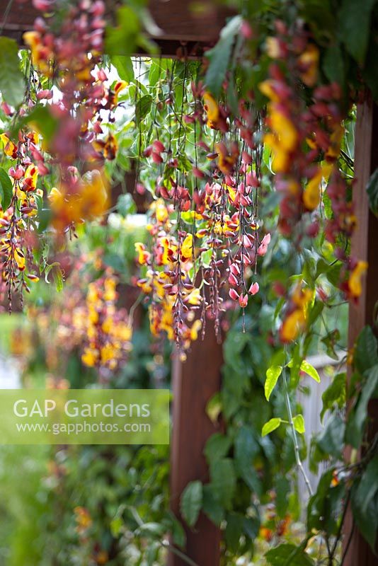 Thunbergia mysorensis 'Mysore Trumpet Vine' growing on a timber pergola with pendulous red and yellow flowers.