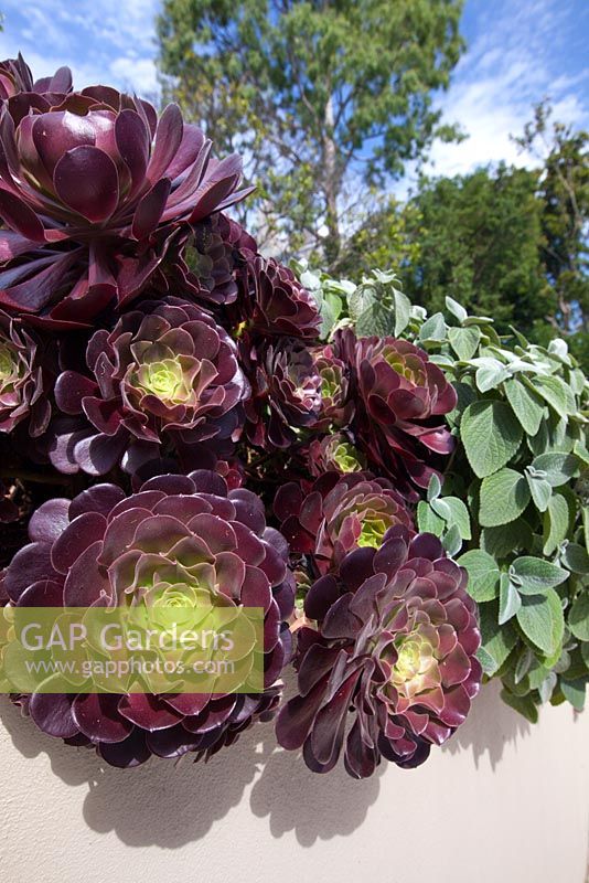 Aeonium arboreum atropurpureum 'Zwartkopf' with large burgundy rosettes of leaves and Plectranthus argentatus 'Silver Shield', with grey leaves, growing over a retaining wall.