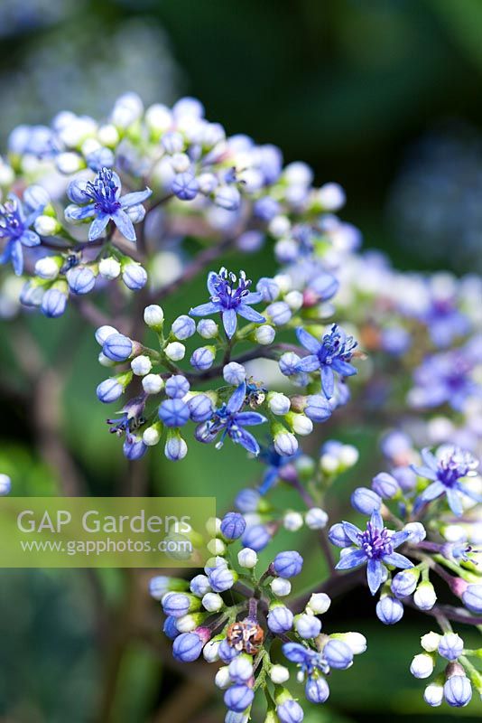 Dichroa febrifuga, Evergreen Hydrangea, flower heads with open dark blue flowers and pale blue and white unopened buds.
