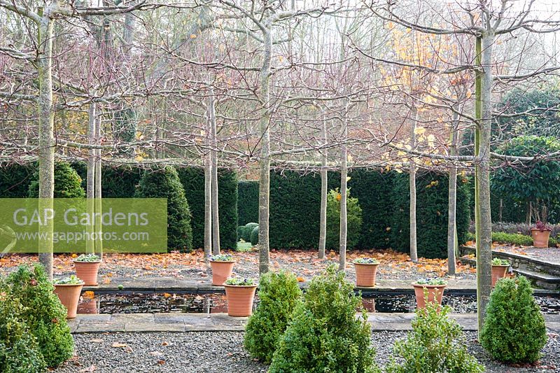 Pleached limes separate the Hildyard featuring 28 box cones in gravel at the front of the house from the Canal garden.