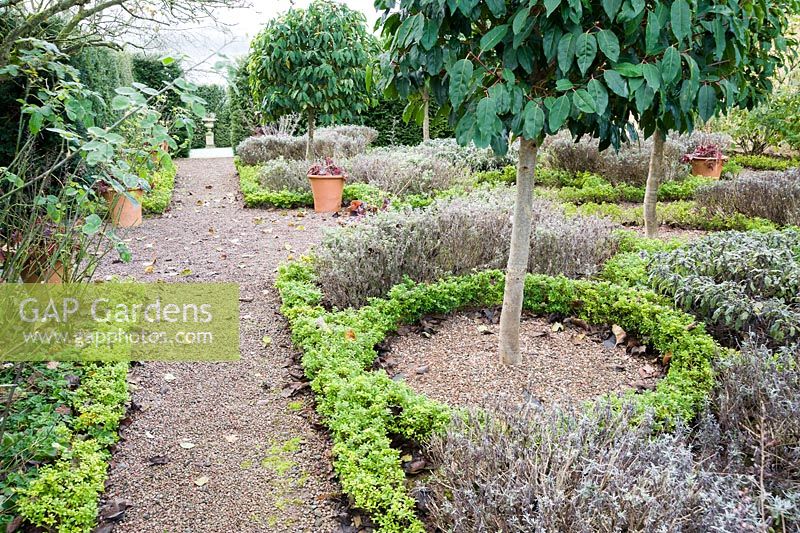 The Knot Garden, newly planted with Ilex crenata to replace diseased box plants, features standard Prunus lusitanica, Portugese laurels, and herbs including Nepeta racemosa 'Walker's Low', sage and lavender.