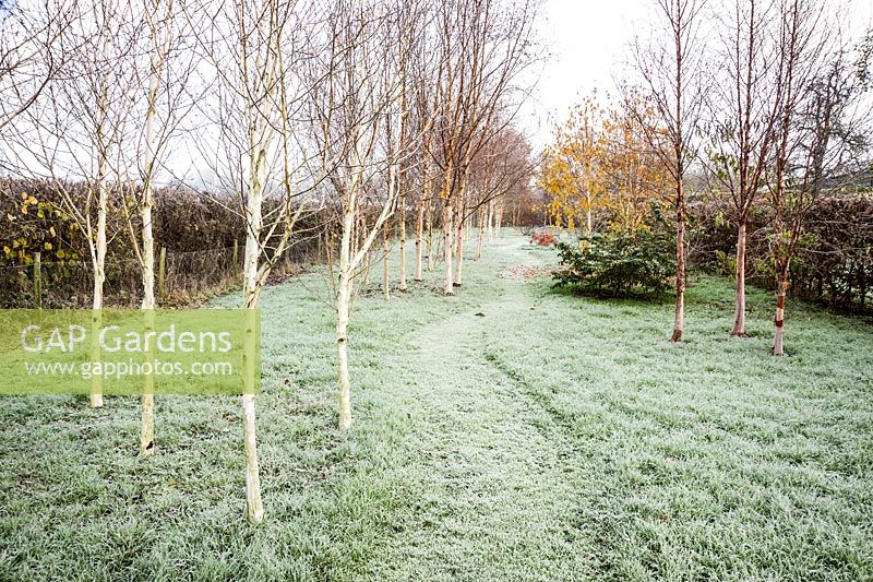 A winding path leads between groups of birch in the Birch Grove with white stemmed Betula utilis var. jacquemontii 'Doorenbos' - Snow Queen in the foreground.