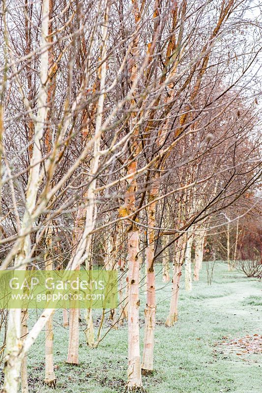 Betula - Group of seven birches in the Birch Grove including Betula utilits var. jacquemontii 'Doorenbos' and pink tinged Betula albosinensis 'Hergest'.