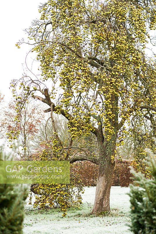 Old perry pear tree laden with fruit.