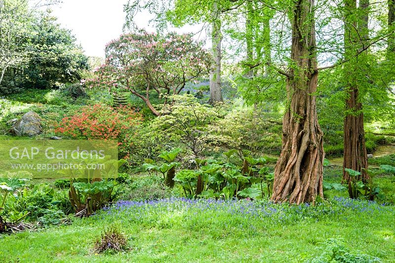 The Dell, a small wooded valley including choice trees and shrubs such as rhododendrdons, pieris and Metasequoia glyptostroboides, the dawn redwood and streams that pass between carpets of bluebells.