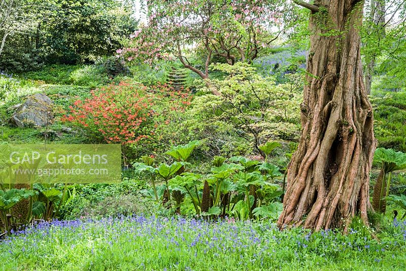 The Dell, a small wooded valley including choice trees and shrubs such as rhododendrdons, pieris and Metasequoia glyptostroboides, the dawn redwood and streams that pass between carpets of bluebells.