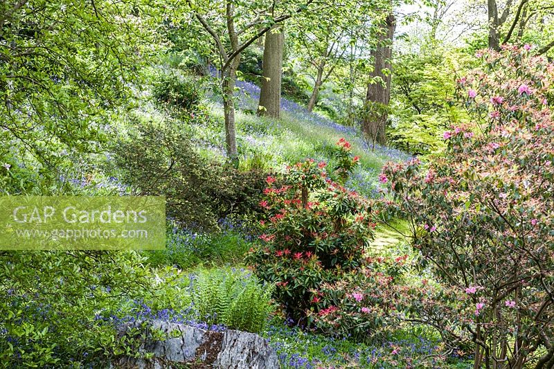 The Dell, a small wooded valley including choice trees and shrubs such as rhododendrdons, pieris and acers amongst carpets of bluebells.