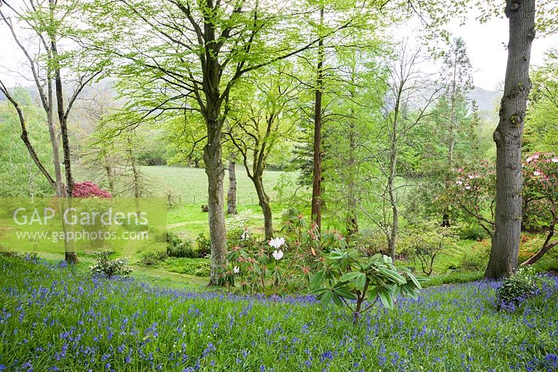 The Dell, a wooded valley of oaks underplanted with choice trees and shrubs that rise from a carpet of bluebells and starry white greater stitchwort.