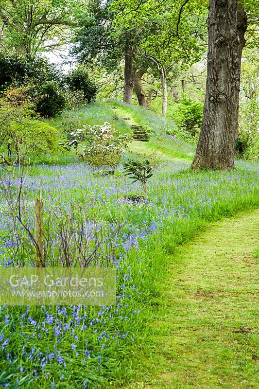 Carpets of bluebells and starry white greater stitchwort surround tall oaks and choice shrubs in the Dell.
