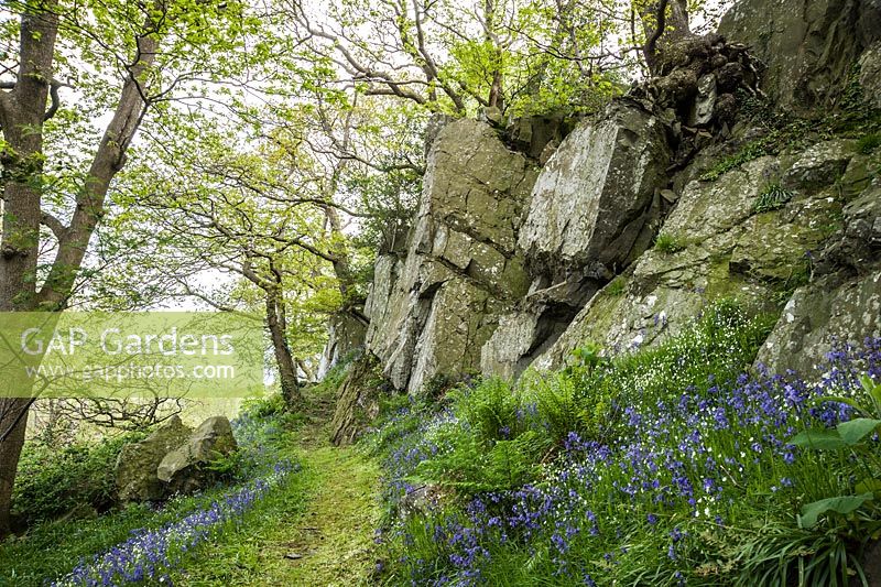 Dramatic rock outcrops edge the Dell softened by a carpet of bluebells and greater stitchwort.