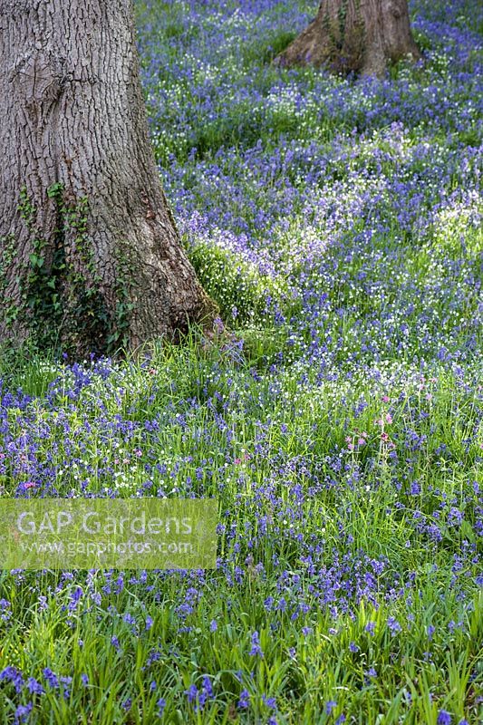 Sloping valley sides in The Dell are covered with bluebells and starry white stitchwort.
