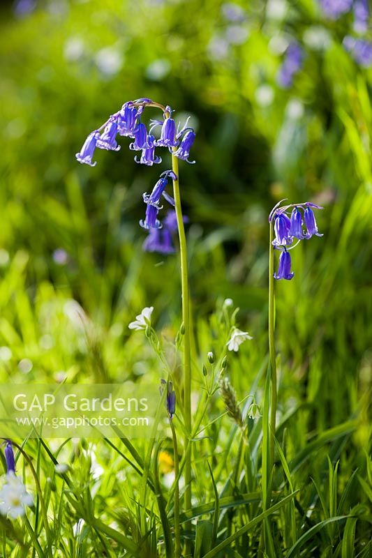 Bluebells and greater stitchwort in the Dell.