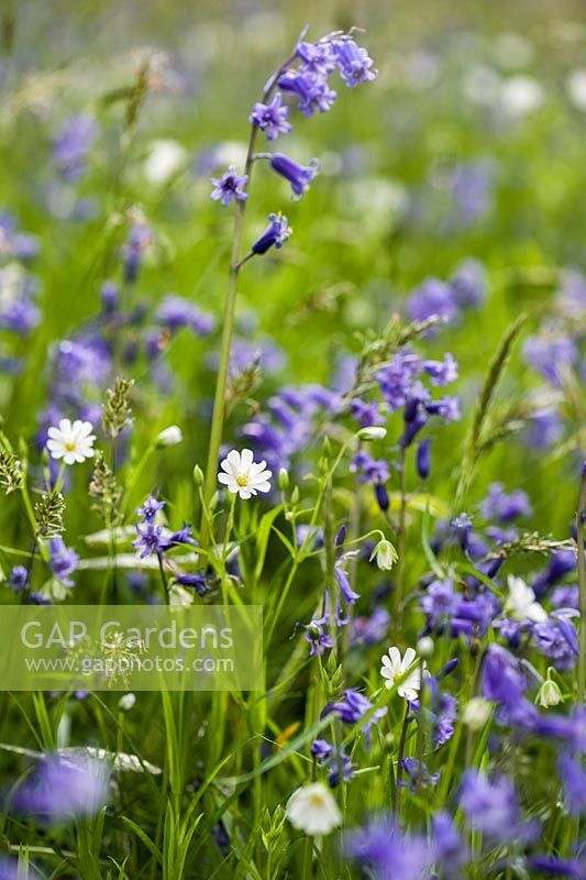 Bluebells and greater stitchwort mingle on the sloping sides of the Dell.