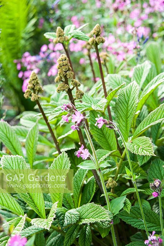 Rodgersia pinnata mingles with the pink flowers of Silene dioica, red campion.