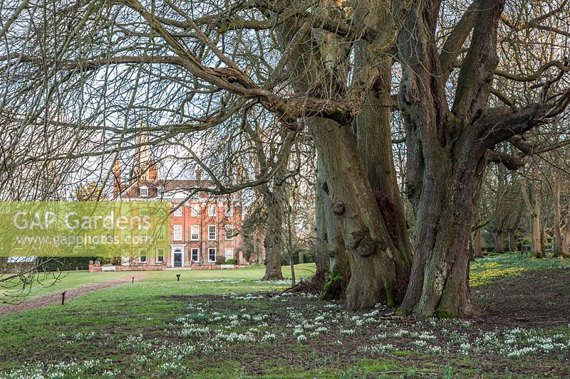 Beech trees surrounded by snowdrops and aconites frame a view of the early C18th Queen Anne facade of Welford House, built originally in the C17th. Welford Park, Newbury, Berks, UK