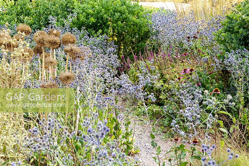 Piet Oudolf's border at RHS Wisley, with Eryngium x tripartitum and allium seed heads