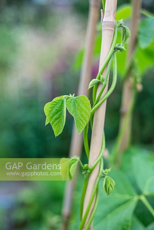 Phaseolus coccineus - Runner Bean, young plant twining upwards on garden cane, Norfolk, England, July.