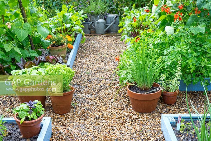 Pea shingle path between small raised bed plots planted with runner beans, with pots of herbs and watering cans.