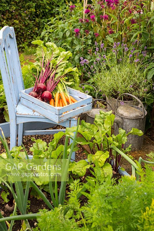 Summer vegetable plot with harvest of Beetroot 'Rhonda' and carrots