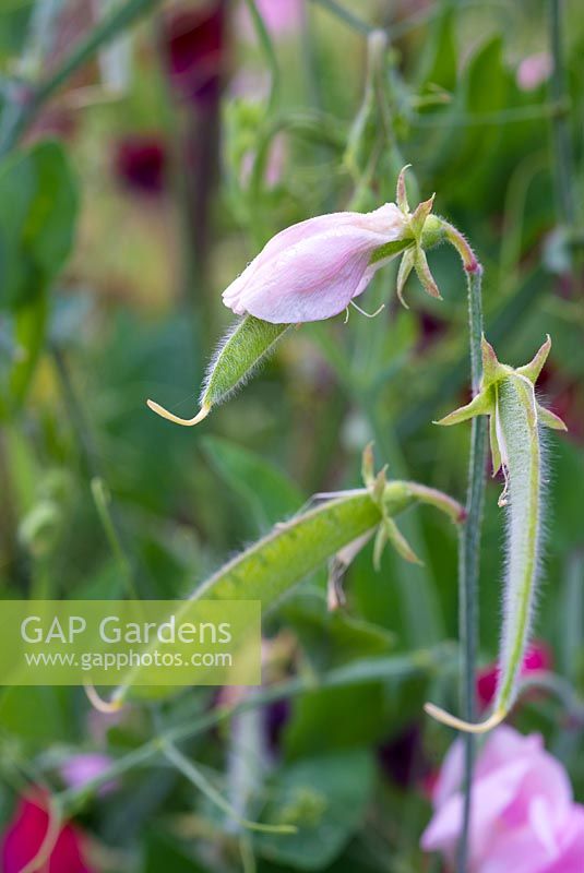 Lathyrus odoratus 'Old Fashioned Scented Mix',  embryo pods emerging from flower, Norfolk, England, July.
