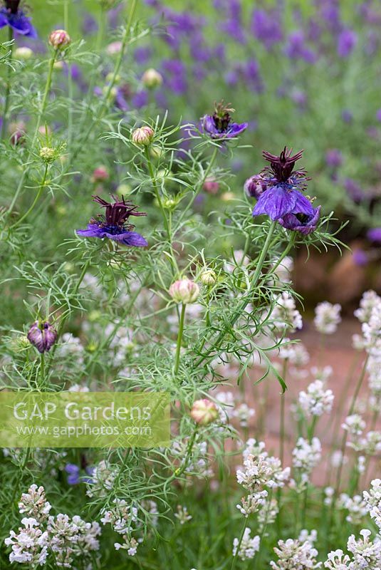 Nigella papillosa 'Midnight' - Love-in-a-mist and Lavender 'Arctic Snow' Norfolk, England, July.