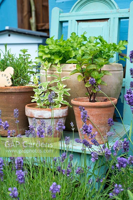Informal arrangement of herbs in pots on garden chair, Norfolk, England, July.