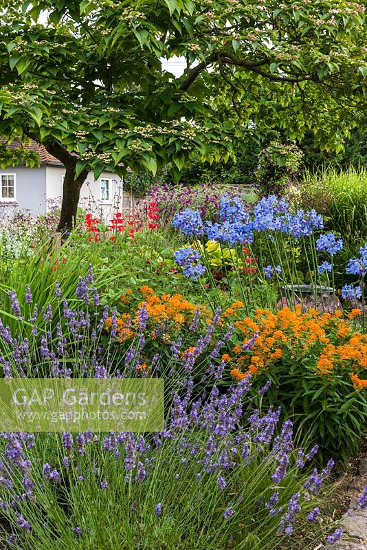 Mixed garden borders with Lavandula 'Sussex'