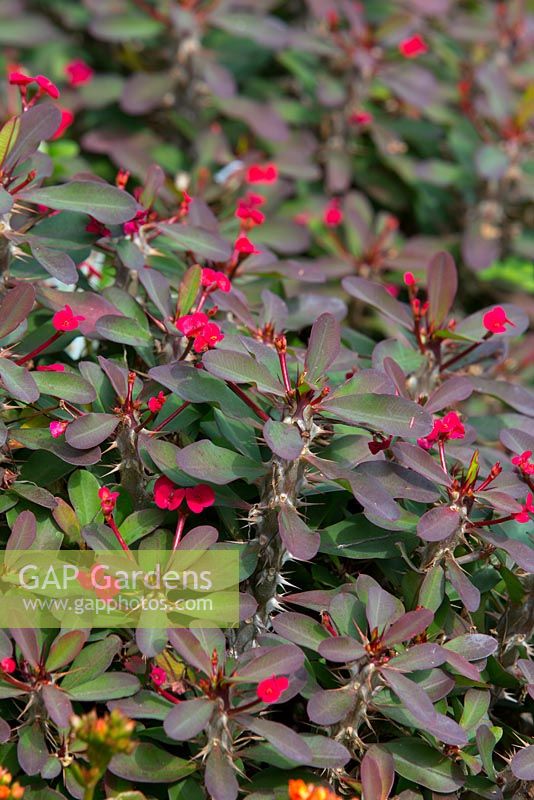 Euphorbia millii, dwarf form, thorny stems, red flowers and bronze green leaves.