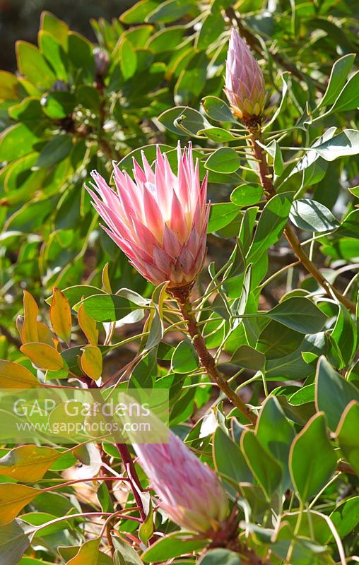 Protea cynaroides - King Protea flower with pastel pink pointed petals and unopened flower buds.