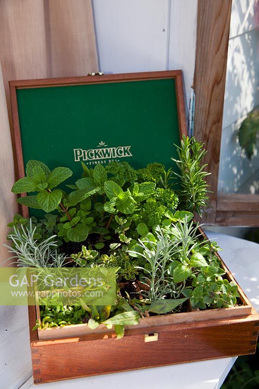 An assortment of herbs planted in a timber tea box.