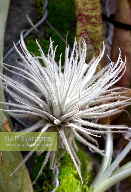 Tillandsia tectorum, growing in a vertical garden with white feathery leaves.