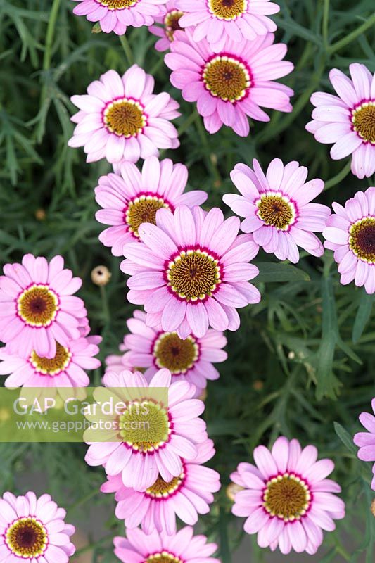 Argyranthemum grandaisy 'Pink Halo' - Marguerite daisy  - July - Oxfordshire
