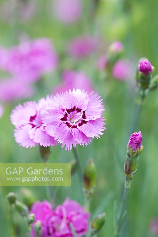 Dianthus 'Pikes Pink' - June - Oxfordshire