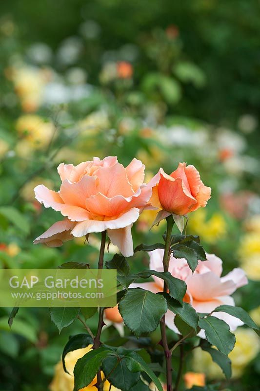 Rosa 'Just Joey' - Hybrid tea rose - June - Oxfordshire