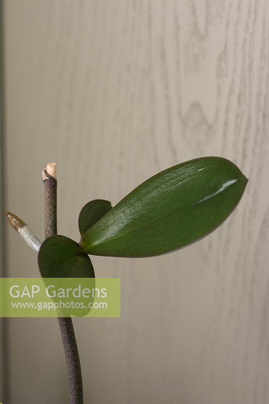 Demonstrating a baby orchid plant growing from a flowering stem - 'Keiki'