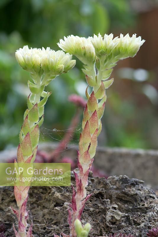 Sempervivum - Flower stems emerging from sempervivums growing in tufa rock