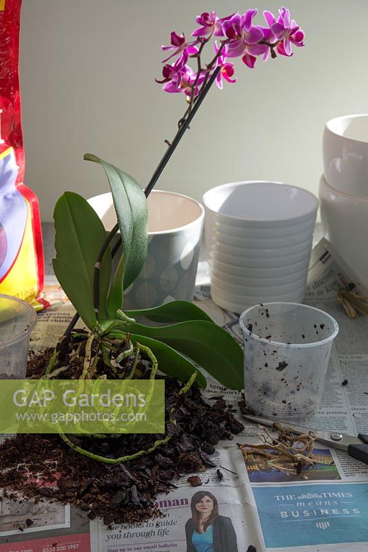 Repotting of orchid houseplant. Separate out roots