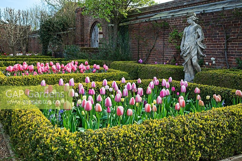 Formal garden with Tulipa 'Ollioules and Shirley' in box hedge beds - Dunsborough Park, Surrey