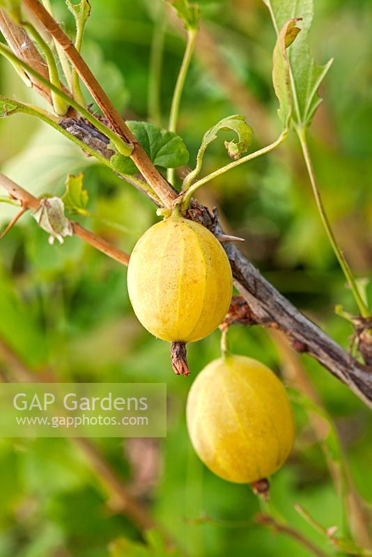 Ribes uva-crispa - Gooseberry 'Hinnonmaki Yellow'