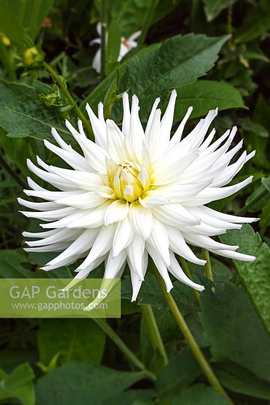 Dahlia 'White Star' - Chenies Manor Gardens, Bucks, UK
