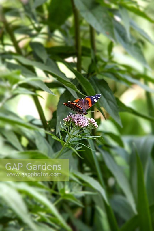 Vanessa atalanta - Red Admiral butterfly on Eupatorium purpureum - Chenies Manor Gardens, Bucks, UK