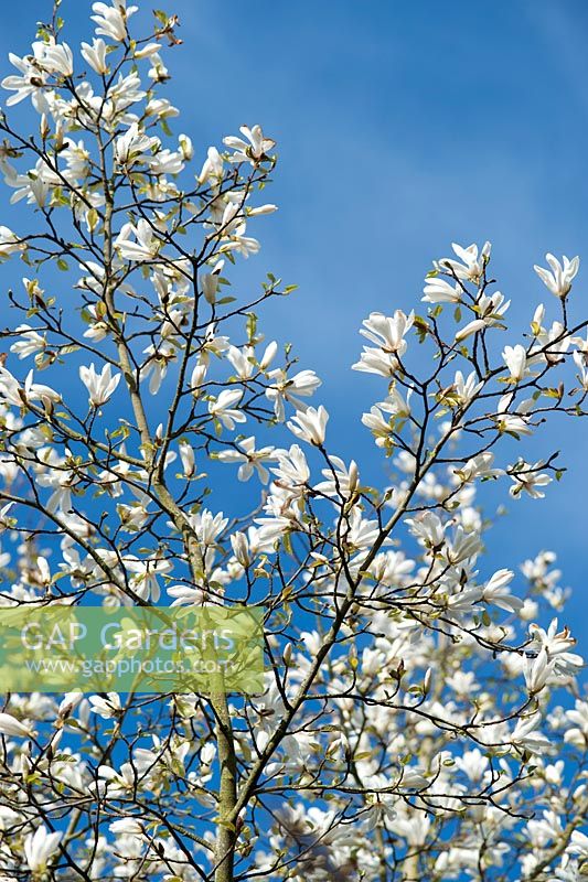 Magnolia kobus against a blue sky
