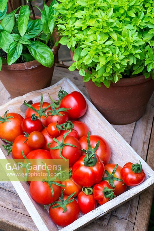 Greenhouse tomatoes, Solanum-lycopersicum - various varieties with pots of basil, Norfolk, England, August.