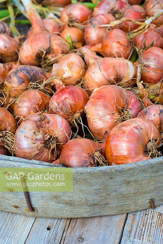 Garden crops of shallots 'Red Sun', dried and ready for storage, Norfolk, England, August.
