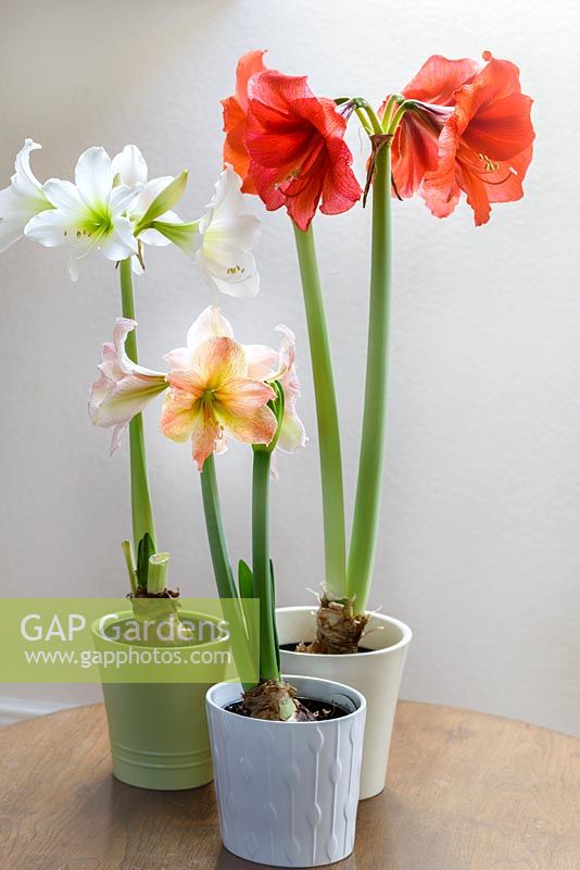 Three Colourful Hippeastrum Plants with 'Baby White' and 'Exotica'