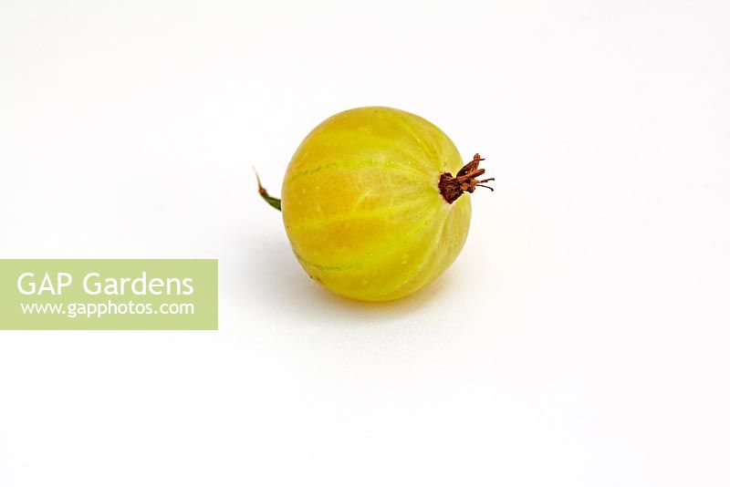 Ribes uva-crispa 'Lady Sun'