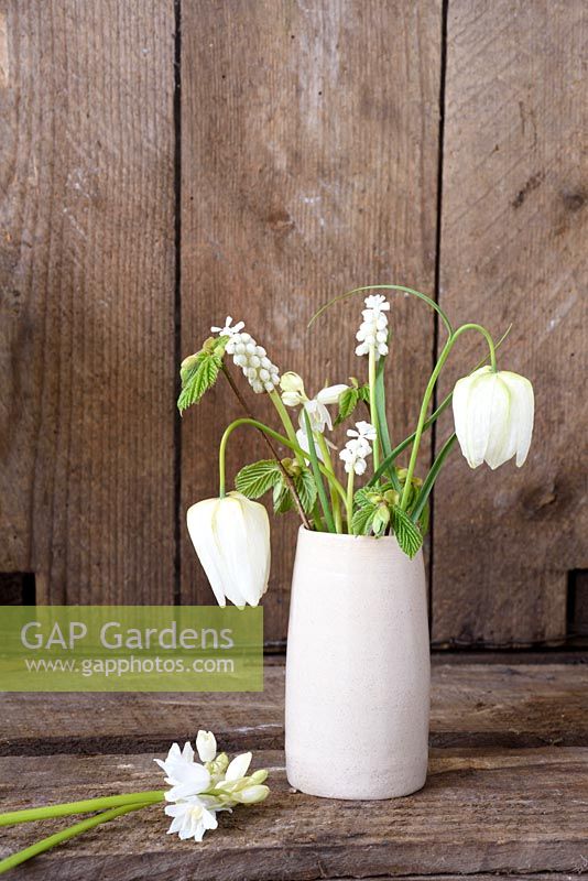 Fritilleria meleagris alba in pottery container with muscari and hyacinthoides