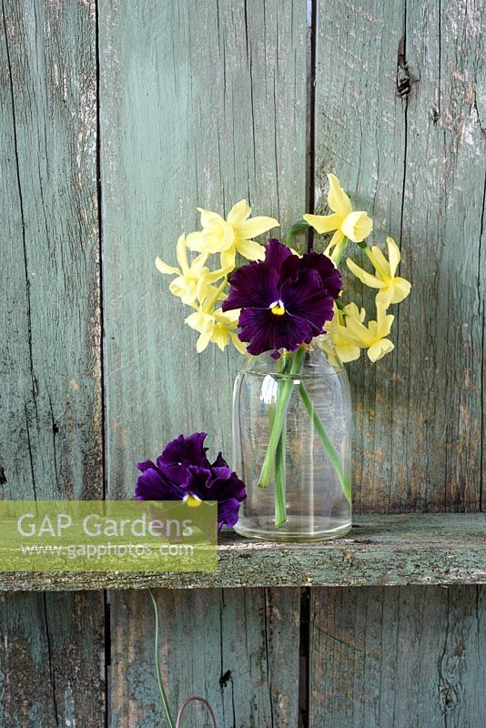 Violas and Narcissus 'Hawera' displayed in glass bottle