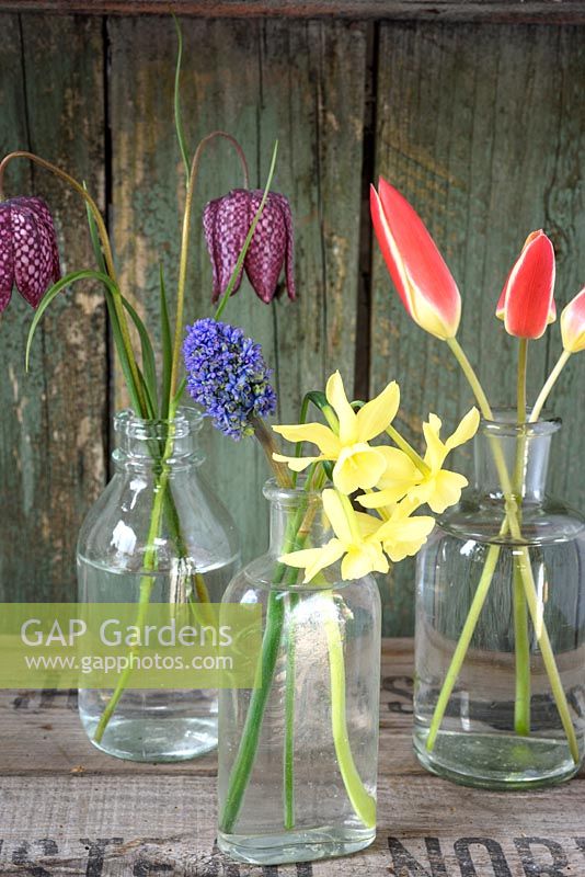 Spring flowers displayed in glass bottles including Tulipa clusiana var. 'Chrysantha', Narcissus Hawera' muscari and Fritilleria meleagris
